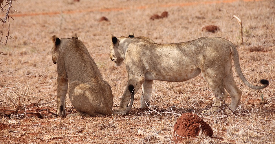 hungrige, junge Löwen Weibchen im Lumo Conservancy